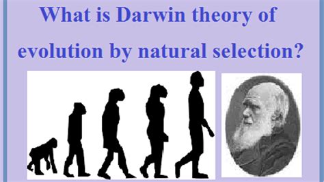 darwin was a passionate amateur|what is darwin's theory.